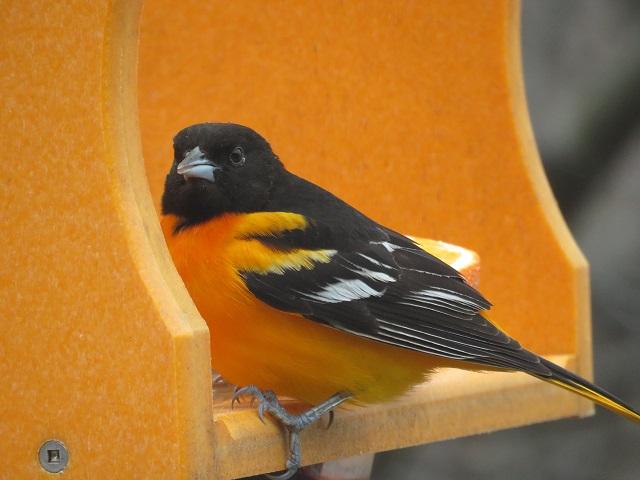 oriole_web__large