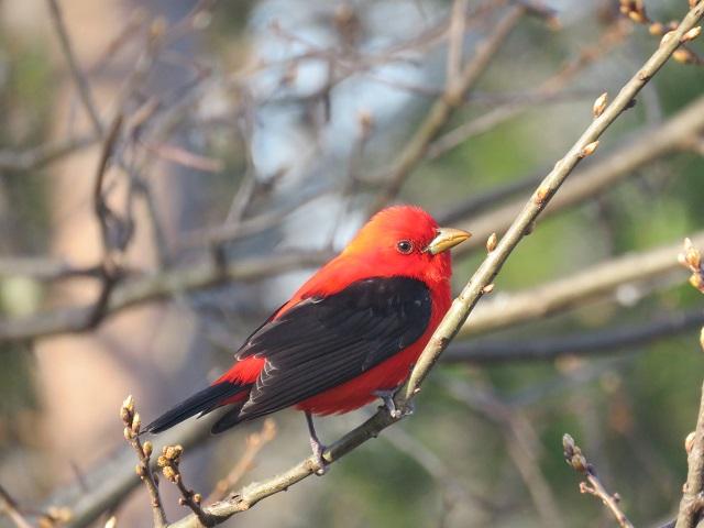 scarlet_tanager_web__large