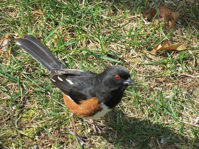 towhee_web__large