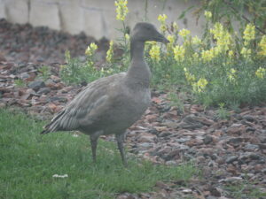 Snow Goose