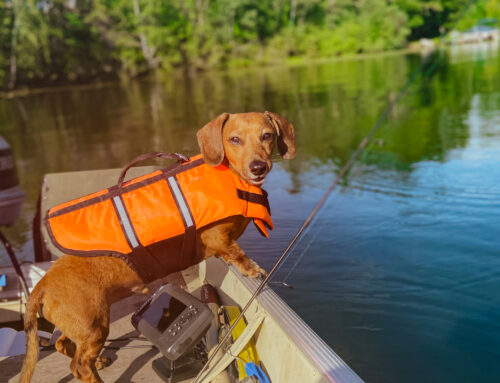 10 Dog-Friendly Things to Do in Brainerd, MN
