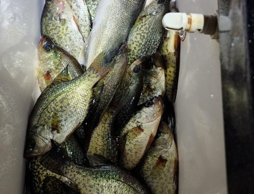 Brainerd Fishing Report: September 1, 2026